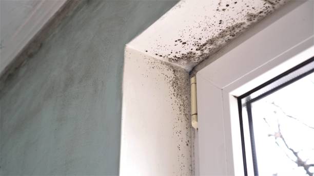 Best Localized Mold Remediation (e.g., coastal areas, humid climates) in Bothell East, WA