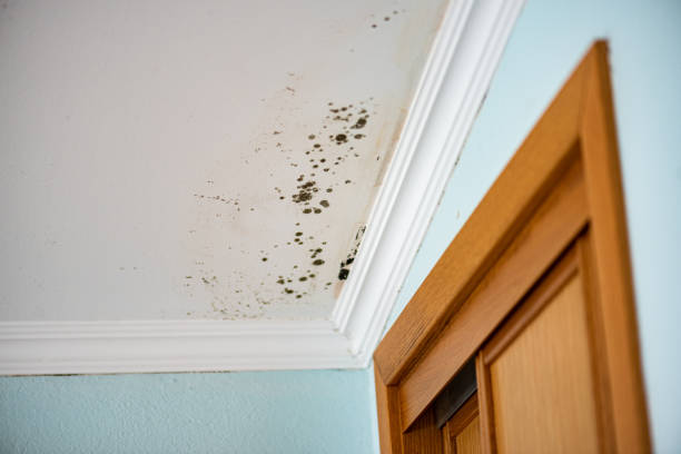 Best Mold Testing and Inspection Services in Bothell East, WA