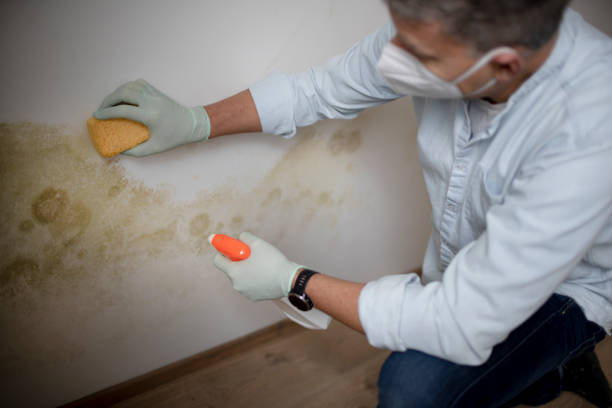 Best Mold Testing and Inspection Services in Bothell East, WA