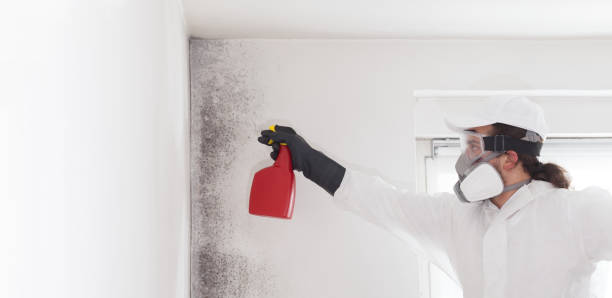 Best Residential Mold Remediation in Bothell East, WA