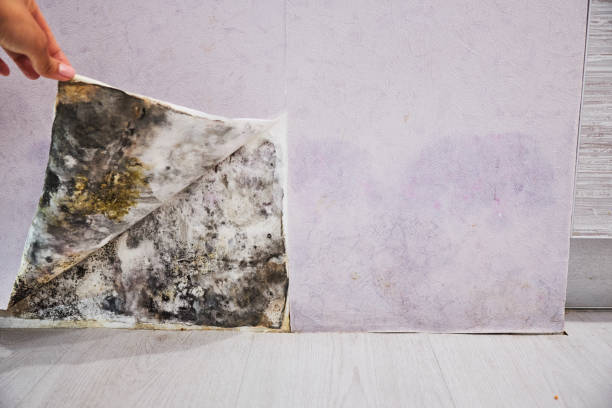 Best Emergency Mold Remediation in Bothell East, WA